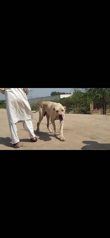 pure Pakistani bully kuta real breed 03027445114 0