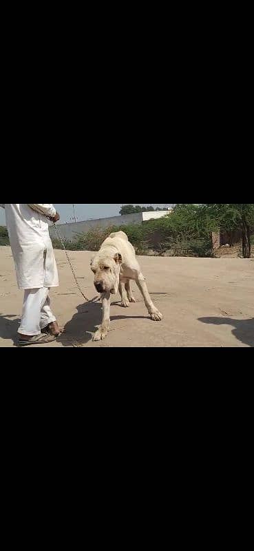 pure Pakistani bully kuta real breed 03027445114 1