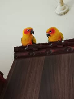 Sun conure (DNA Verified pair)