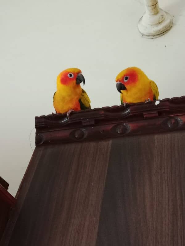 Sun conure (DNA Verified pair) 0