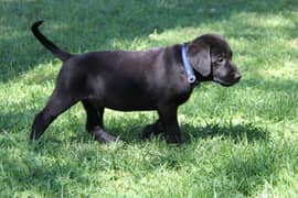 Lab And Poodle Puppies Available