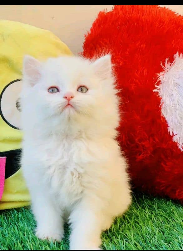 quality Persian panch face cate & kittan male female both available h 1