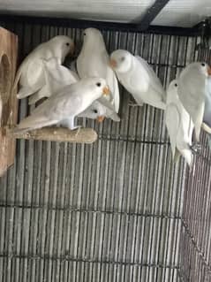 cremino decino albino pestelino blue love birds chiks ND breeders pair