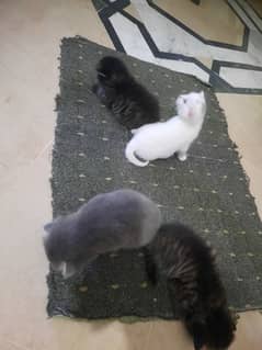 Persian cat | White Cat | Cute | Persian Kitten | Cat For Sale