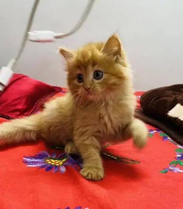 quality Persian panch face cate & kittan male female both available h 0