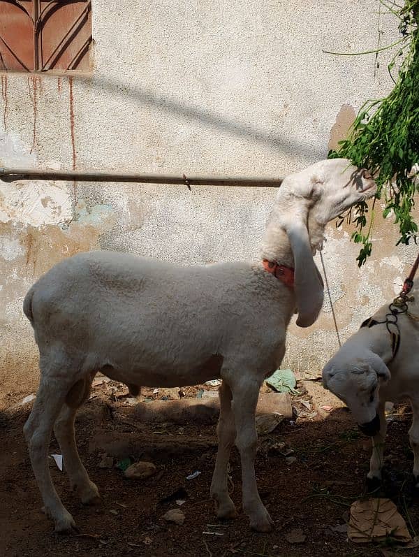 laadkana dumba laad khana dunga 0