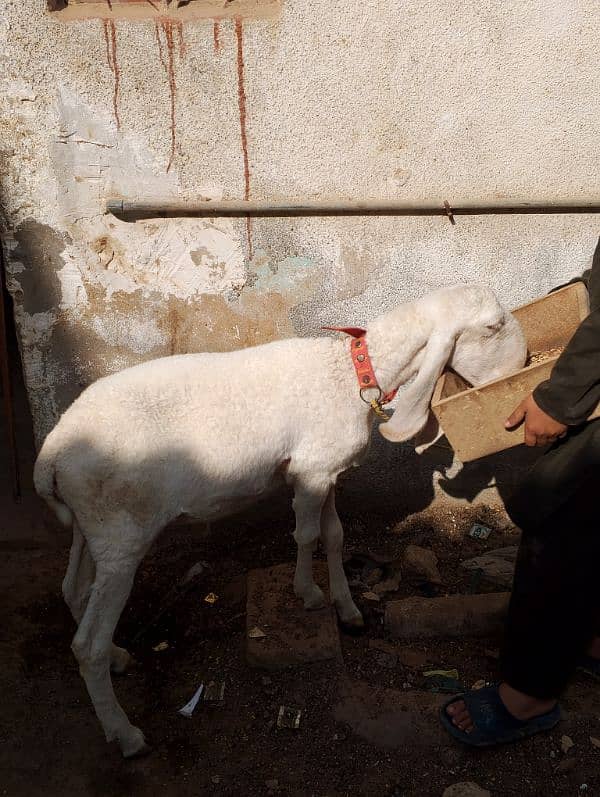 laadkana dumba laad khana dunga 1