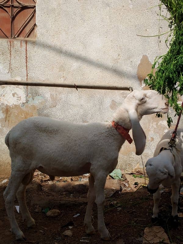 laadkana dumba laad khana dunga 3