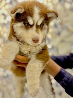 husky’s puppy’s 45days