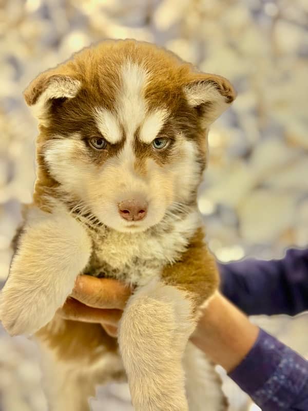 husky’s puppy’s 45days 1