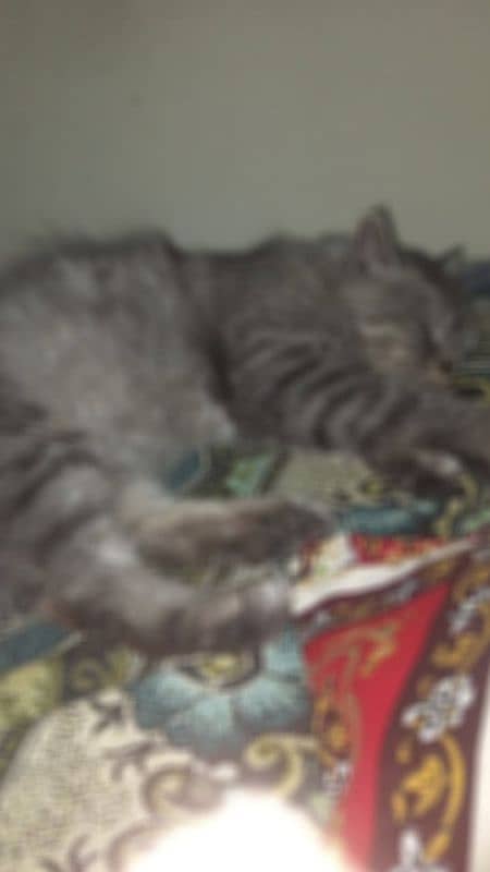 Grey Persian 7 month old 1