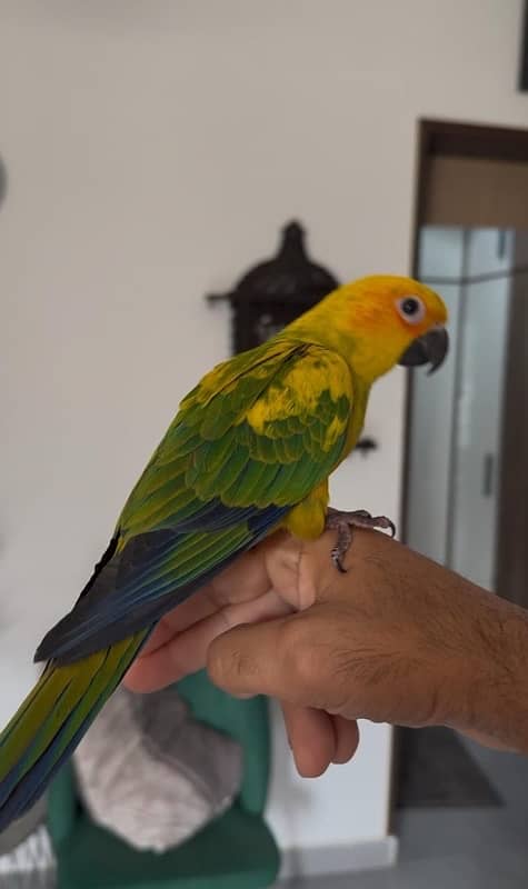 hand tames Sun Conure pair 1