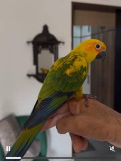 hand tames Sun Conure pair