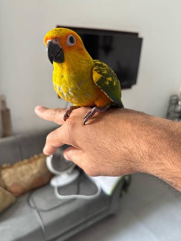 hand tames Sun Conure pair 2