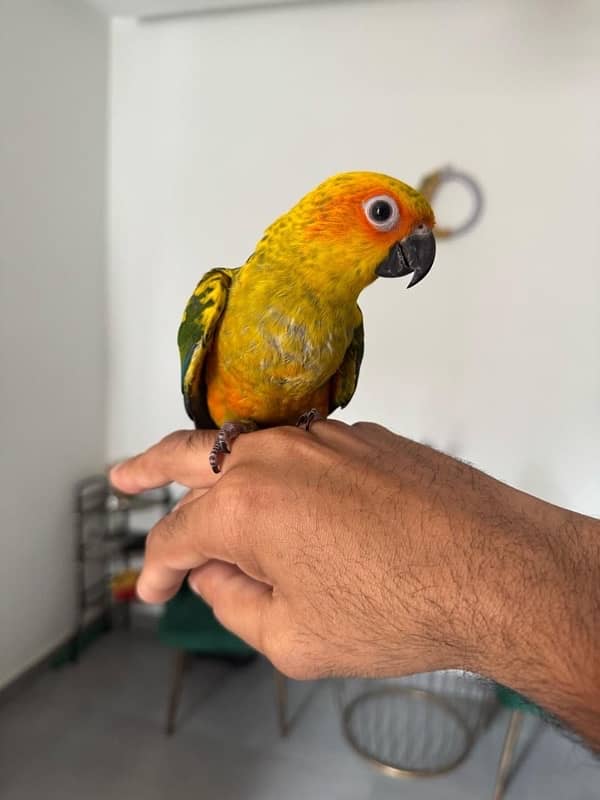 hand tames Sun Conure pair 3