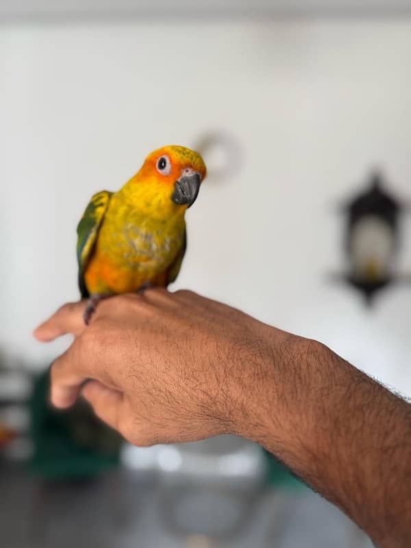 hand tames Sun Conure pair 4