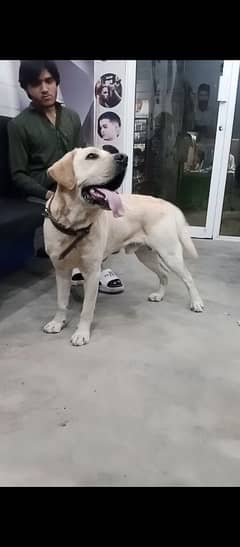 labrador male confirm breeder. age 18 mounth pure British.