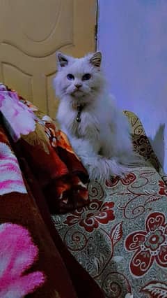 Persian cat male double cout 1 year age contant no. 03105438178