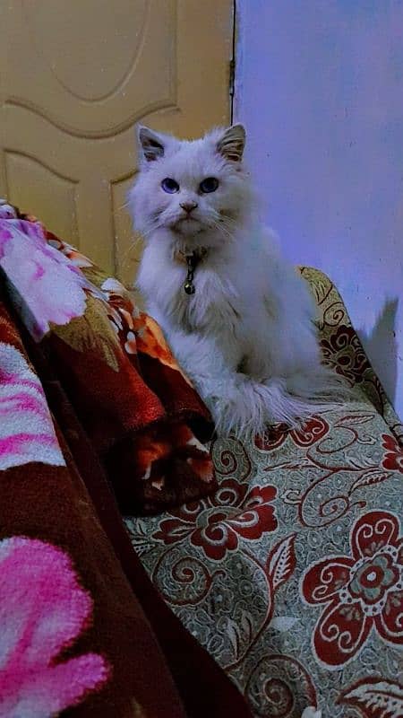 Persian cat male double cout 1 year age contant no. 03105438178 0