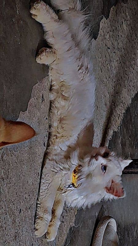 Persian cat male double cout 1 year age contant no. 03105438178 1