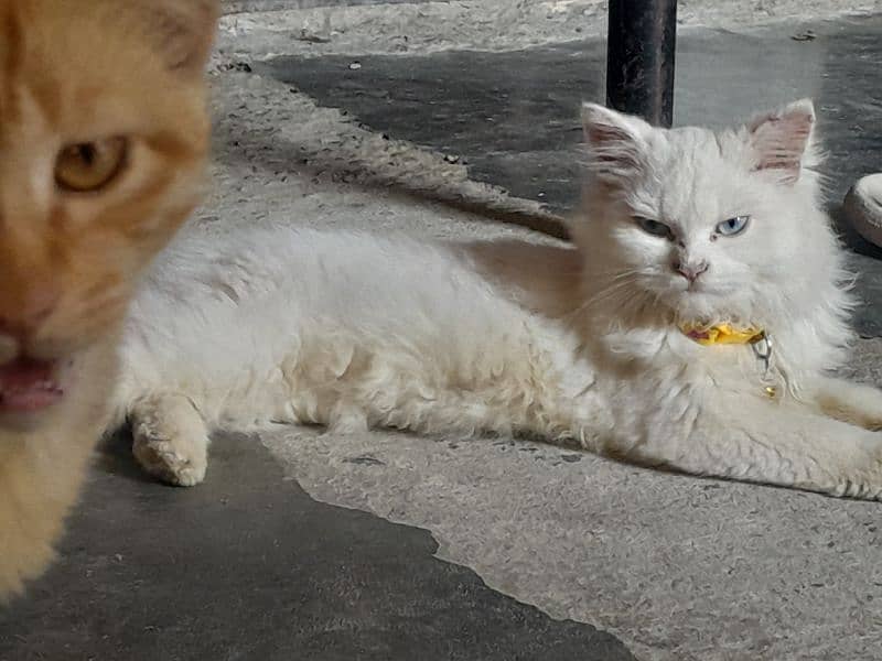 Persian cat male double cout 1 year age contant no. 03105438178 2