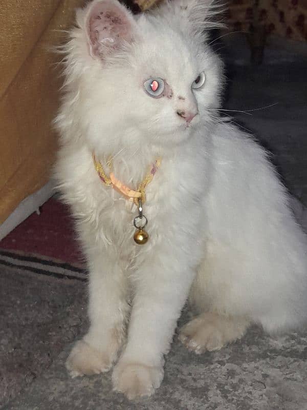 Persian cat male double cout 1 year age contant no. 03105438178 3