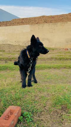 Black German sheaphered