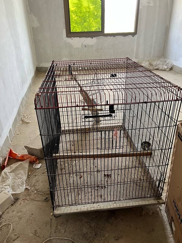 broder for parrot chicks cage Avilabale breeding 3.5 by 4.03053669600 6