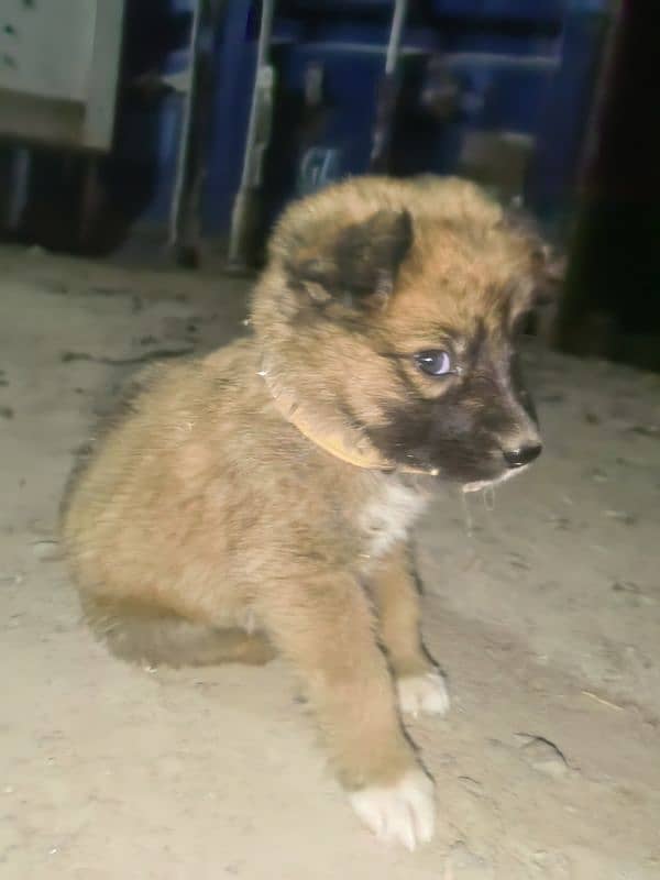 German shepherd 1 Months For Sale 0