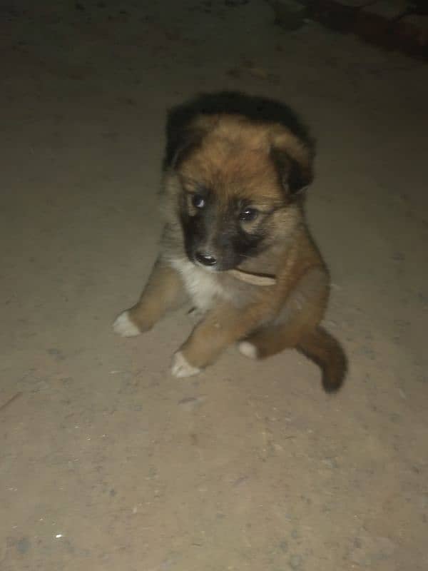 German shepherd 1 Months For Sale 1