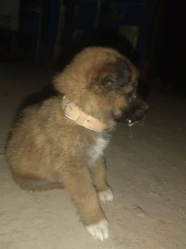 German shepherd 1 Months For Sale 2