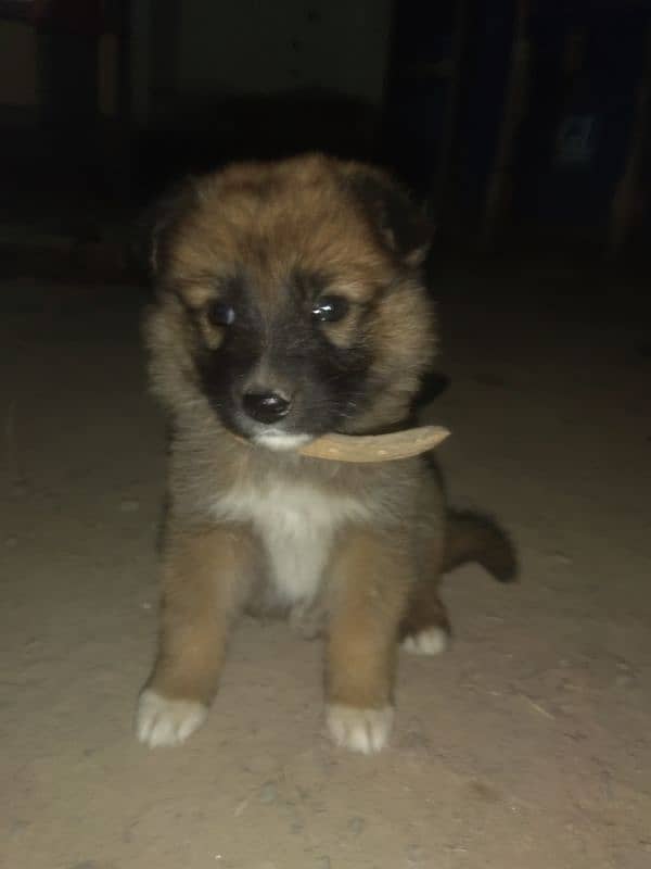 German shepherd 1 Months For Sale 3