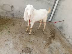 breeder quality Bakra.   29 height        price final h