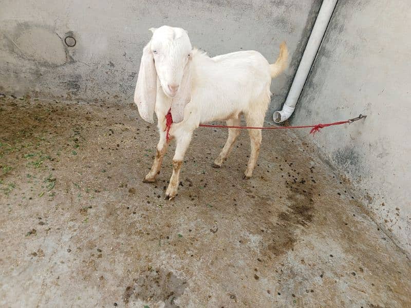 breeder quality Bakra.   29 height        price final h 0