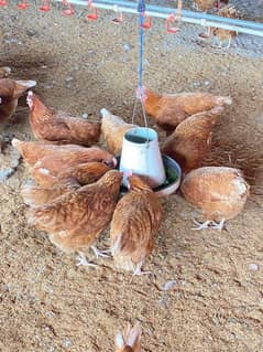 lohman brown egg laying hen for sale