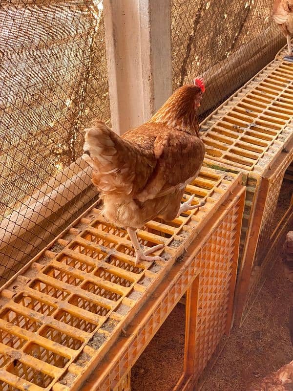 lohman brown egg laying hen for sale 1