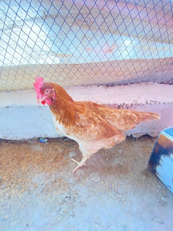 lohman brown egg laying hen for sale 2