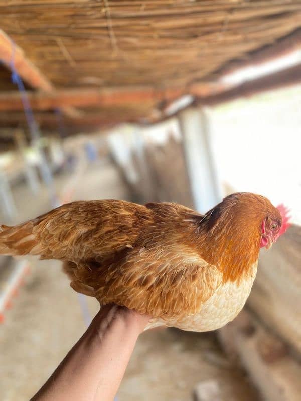 lohman brown egg laying hen for sale 3