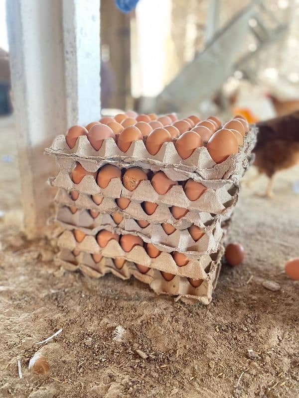 lohman brown egg laying hen for sale 4