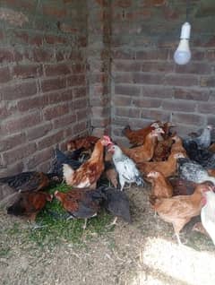 Golden misri Egg laying hens & Eggs Available