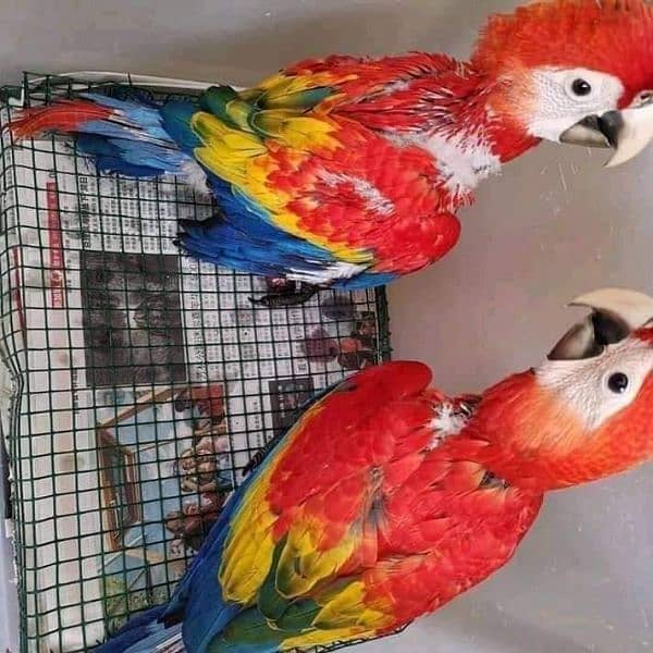 red macaw parrot cheeks for sale =03087951835 0