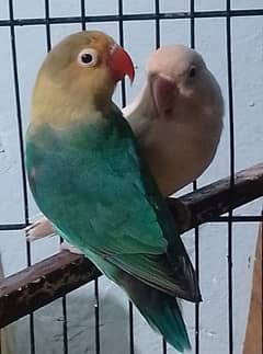 lovebirds