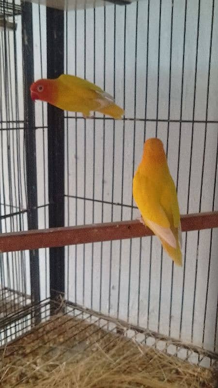 lovebirds for sale 1