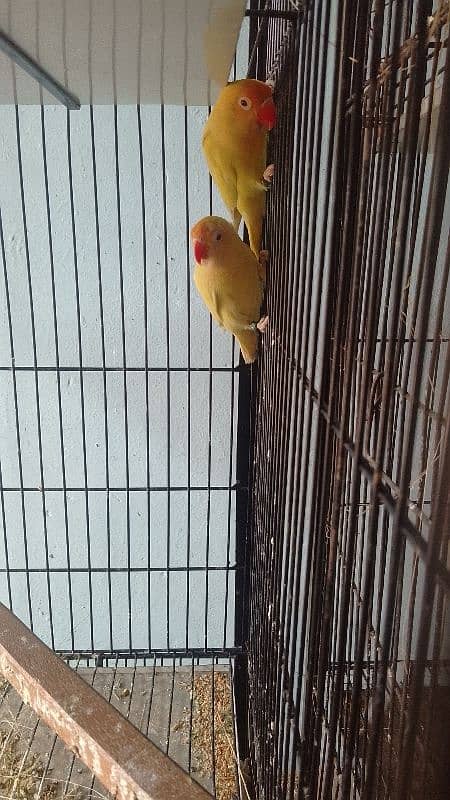 lovebirds for sale 2