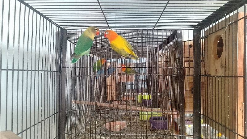 lovebirds for sale 3