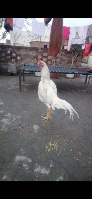 Premium Quality Pure White German White O Shamo Breeder Males 1