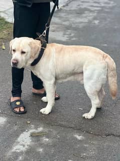 American Labrador male mating and stud service available