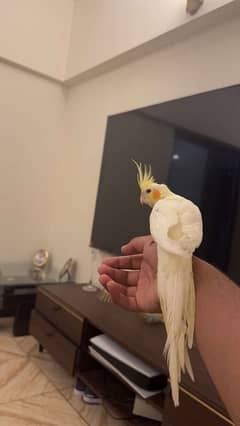 cockatiel