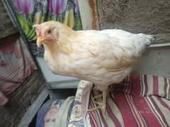 Female Hen