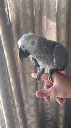 african grey